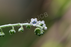 Cynoglossum zeylanicum